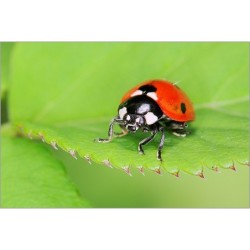 Canon EF 100mm F2.8 L Macro IS USM II - Location - Soscine