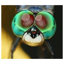 Canon 180mm F3.5 Macro L USM (EF) - Location - Soscine