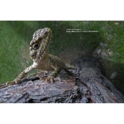 Laowa 24mm F14 Macro 2X Probe (EF) - Location - Soscine