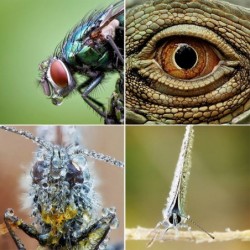 Olympus 60mm Macro F2.8 ED - Location - Soscine